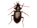 Nebria salina